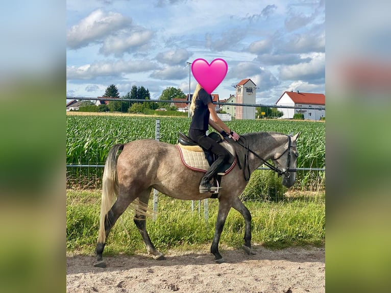 Deutsches Reitpony Mix Stute 3 Jahre 143 cm Schimmel in Deuerling