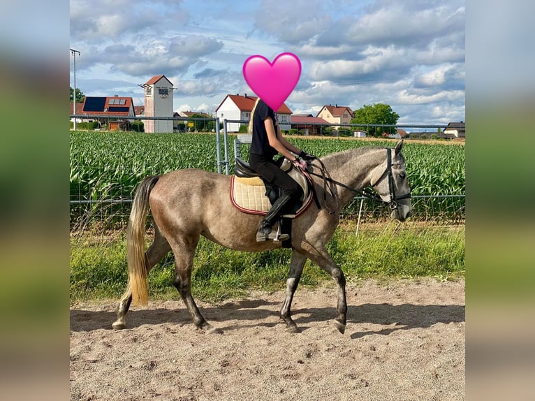 Deutsches Reitpony Mix Stute 3 Jahre 143 cm Schimmel in Deuerling