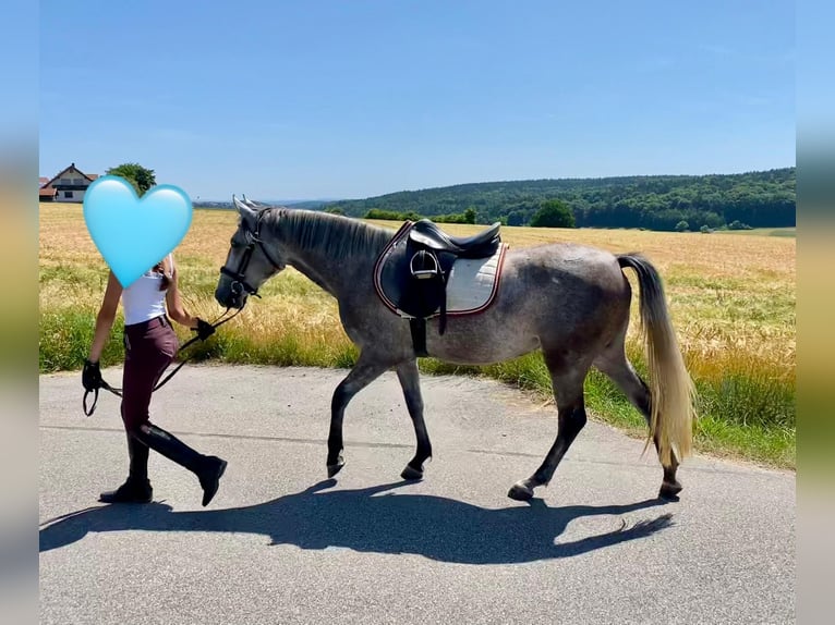 Deutsches Reitpony Mix Stute 3 Jahre 143 cm Schimmel in Deuerling