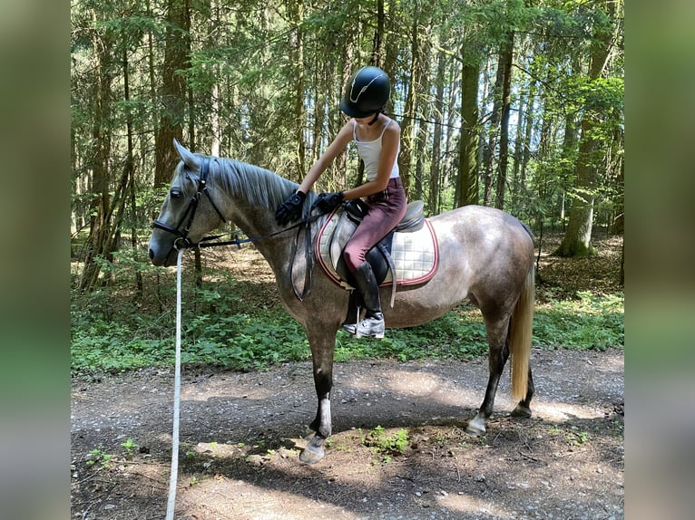 Deutsches Reitpony Mix Stute 3 Jahre 143 cm Schimmel in Deuerling