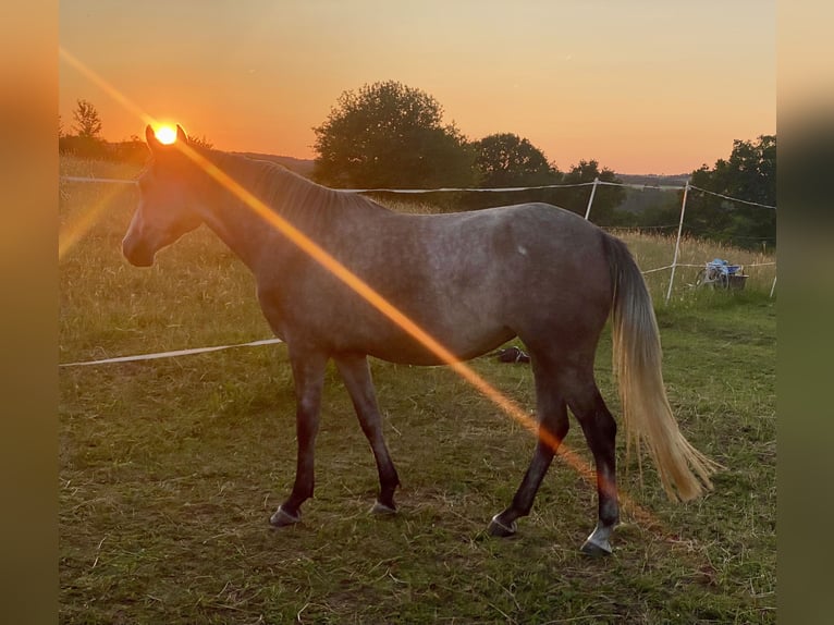 Deutsches Reitpony Mix Stute 3 Jahre 143 cm Schimmel in Deuerling