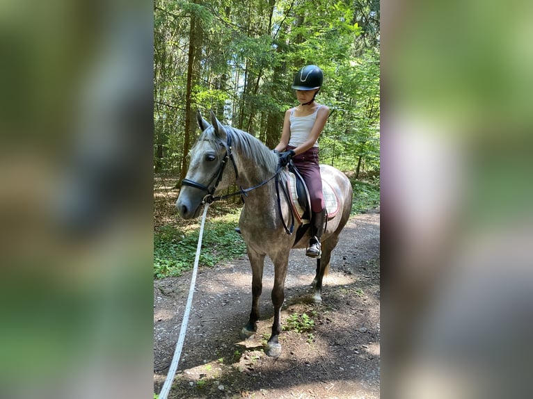 Deutsches Reitpony Mix Stute 3 Jahre 143 cm Schimmel in Deuerling