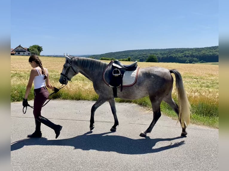 Deutsches Reitpony Mix Stute 3 Jahre 143 cm Schimmel in Deuerling