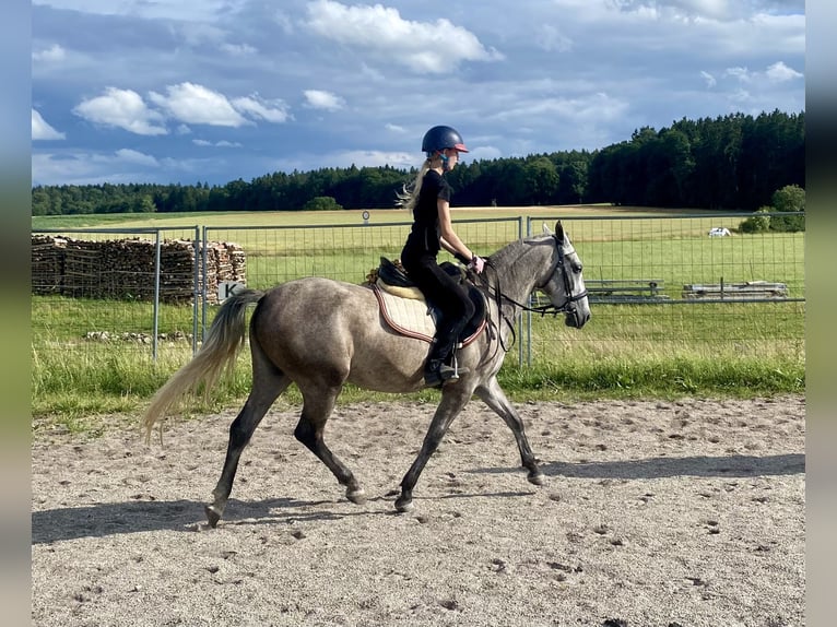 Deutsches Reitpony Mix Stute 3 Jahre 143 cm Schimmel in Deuerling