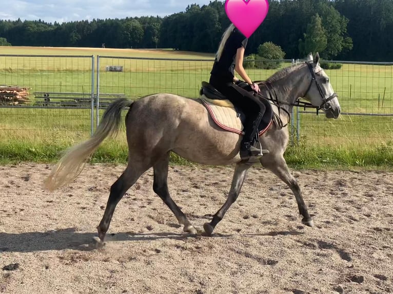 Deutsches Reitpony Mix Stute 3 Jahre 143 cm Schimmel in Deuerling