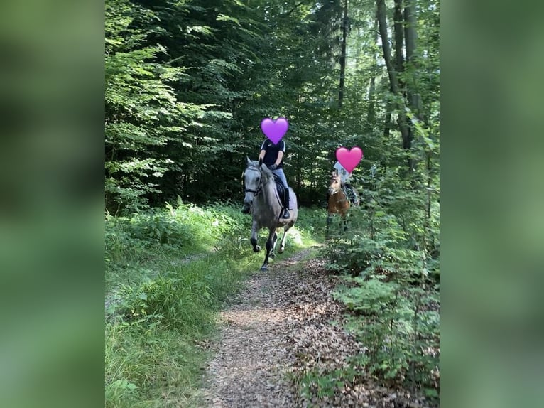 Deutsches Reitpony Mix Stute 3 Jahre 143 cm Schimmel in Deuerling