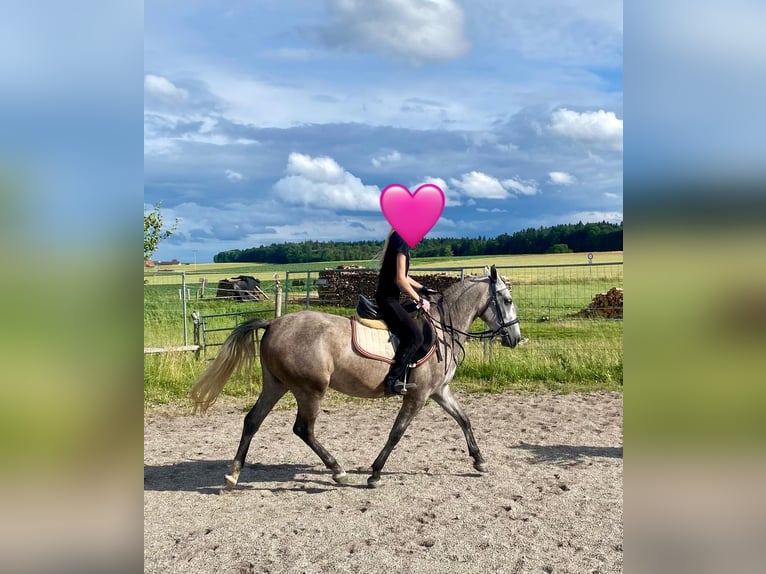Deutsches Reitpony Mix Stute 3 Jahre 143 cm Schimmel in Deuerling