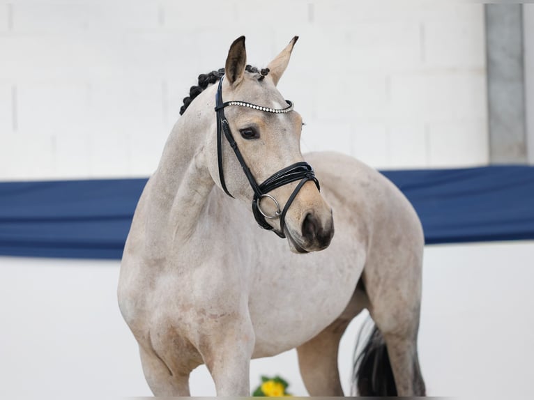 Deutsches Reitpony Stute 3 Jahre 144 cm Brauner in Marsberg