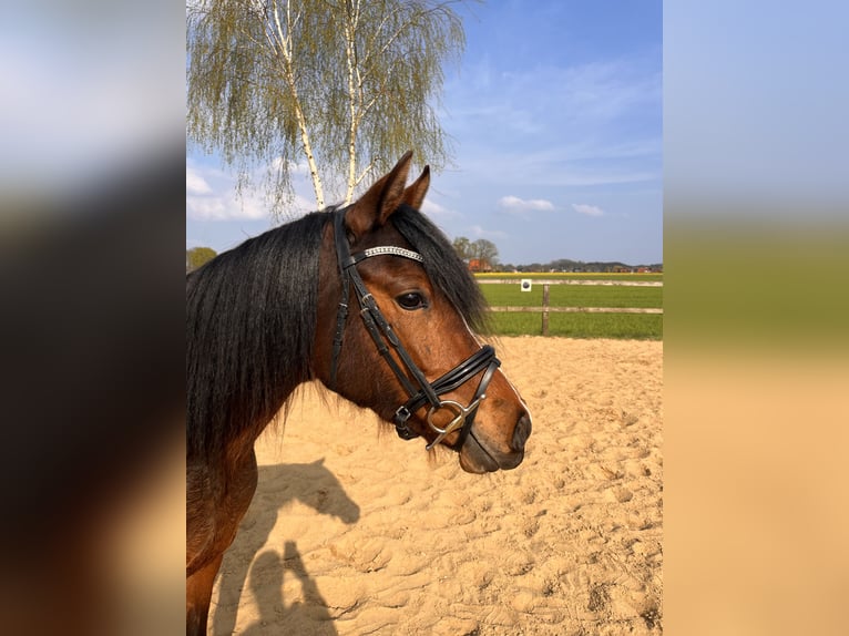 Deutsches Reitpony Stute 3 Jahre 144 cm Brauner in Rieste