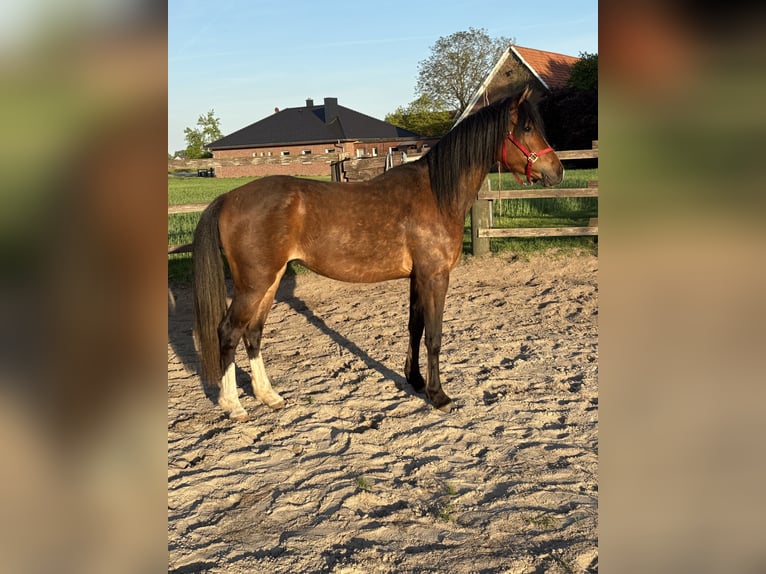 Deutsches Reitpony Stute 3 Jahre 144 cm Brauner in Rieste