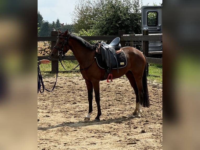 Deutsches Reitpony Stute 3 Jahre 144 cm Brauner in Daleiden