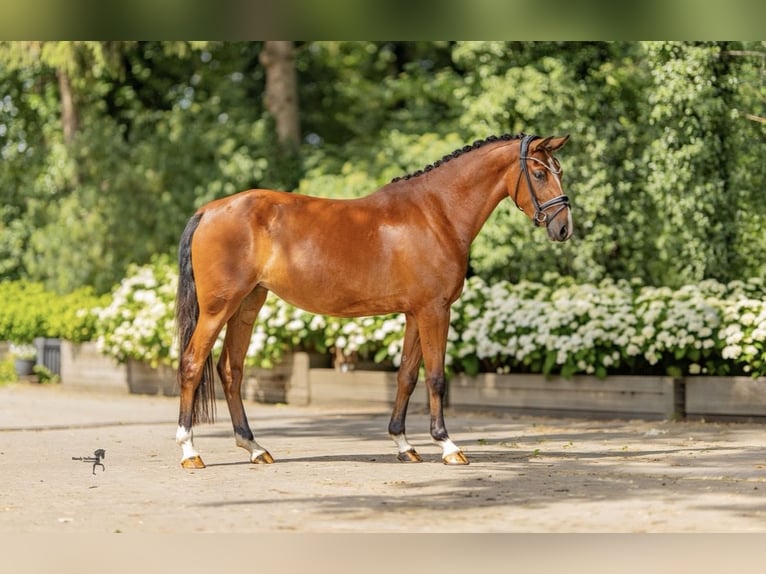 Deutsches Reitpony Stute 3 Jahre 144 cm Brauner in Stuhr