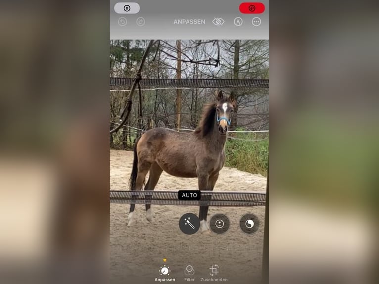 Deutsches Reitpony Stute 3 Jahre 144 cm Buckskin in Dortmund