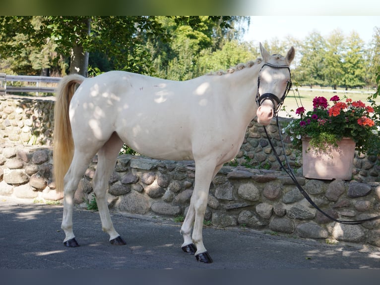 Deutsches Reitpony Stute 3 Jahre 144 cm Cremello in Treuenbrietzen