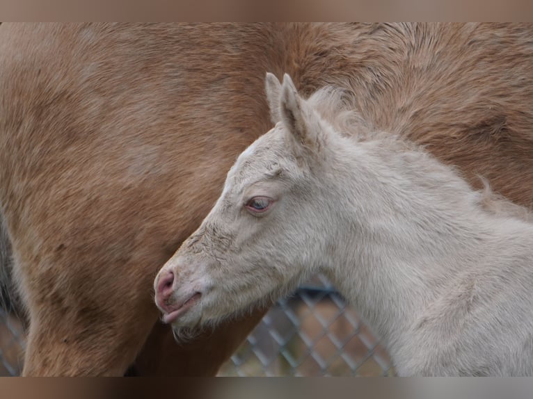 Deutsches Reitpony Stute 3 Jahre 144 cm Cremello in Treuenbrietzen