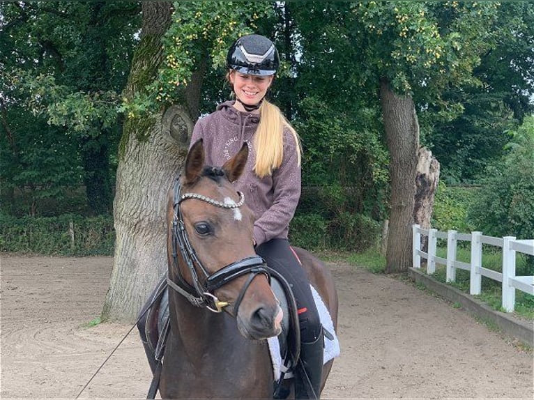 Deutsches Reitpony Stute 3 Jahre 144 cm Dunkelbrauner in Verden (Aller)