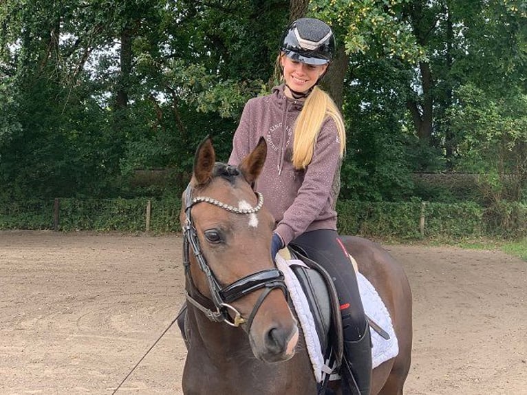 Deutsches Reitpony Stute 3 Jahre 144 cm Dunkelbrauner in Verden (Aller)