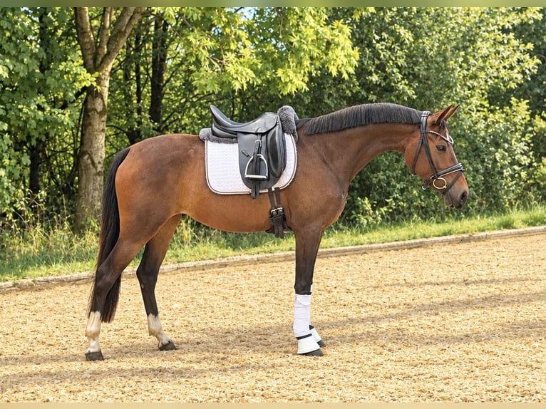 Deutsches Reitpony Stute 3 Jahre 144 cm Dunkelbrauner in Schönthal