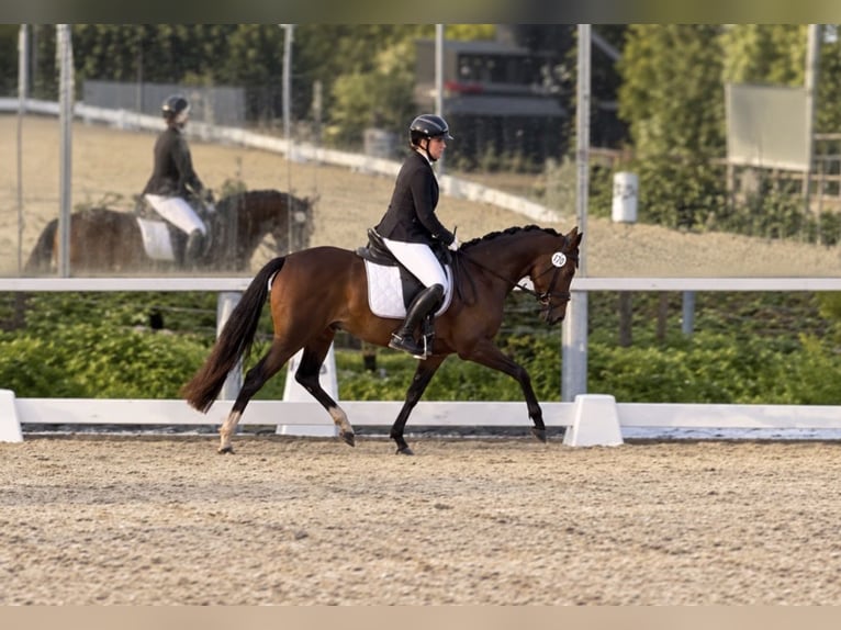 Deutsches Reitpony Stute 3 Jahre 144 cm Dunkelbrauner in Schönthal
