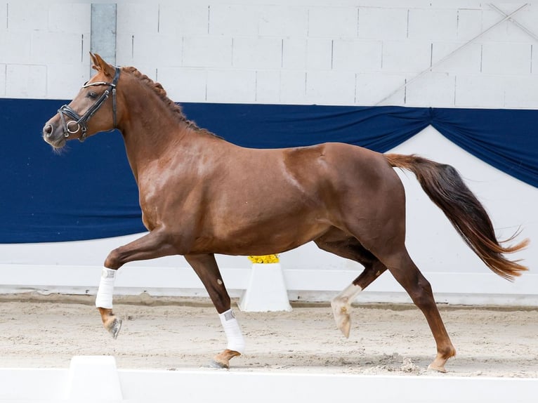 Deutsches Reitpony Stute 3 Jahre 144 cm Dunkelfuchs in Marsberg