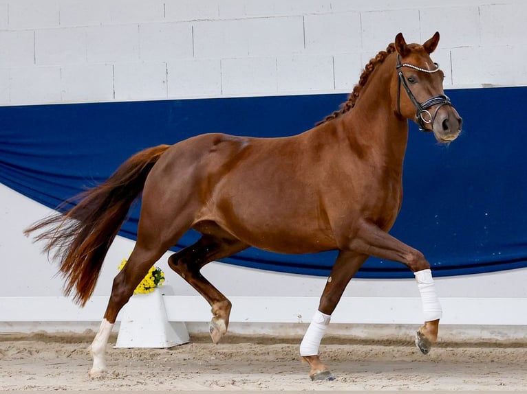 Deutsches Reitpony Stute 3 Jahre 144 cm Dunkelfuchs in Marsberg