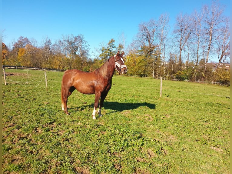 Deutsches Reitpony Stute 3 Jahre 144 cm Dunkelfuchs in Opfenbach