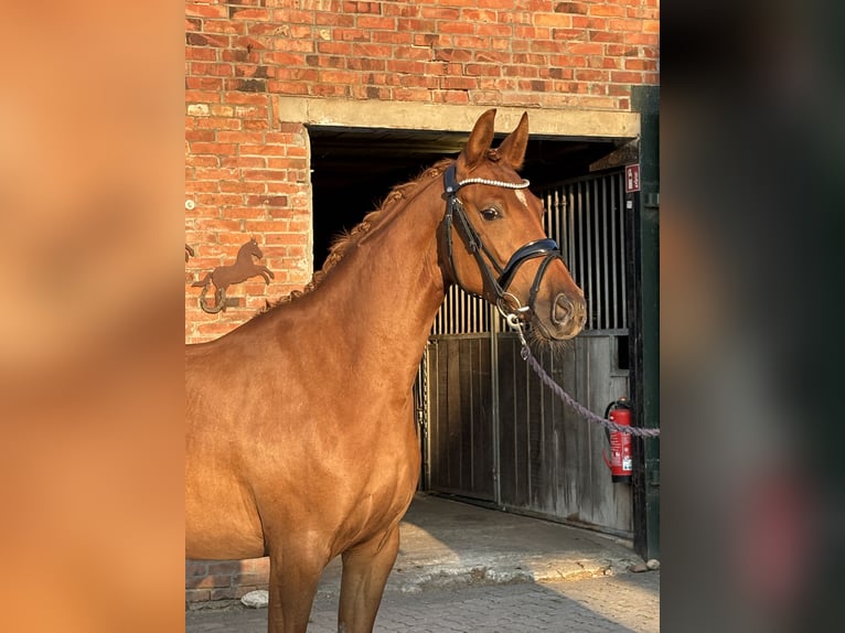 Deutsches Reitpony Stute 3 Jahre 144 cm Dunkelfuchs in Deinste