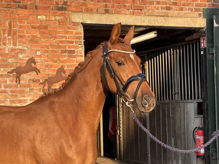 Deutsches Reitpony Stute 3 Jahre 144 cm Dunkelfuchs in Deinste