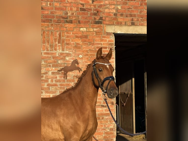 Deutsches Reitpony Stute 3 Jahre 144 cm Dunkelfuchs in Deinste