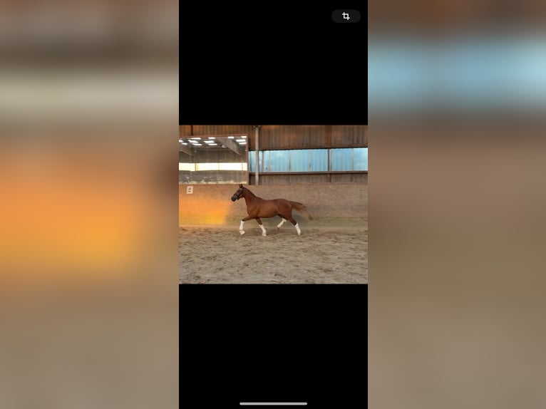 Deutsches Reitpony Stute 3 Jahre 144 cm Dunkelfuchs in Deinste