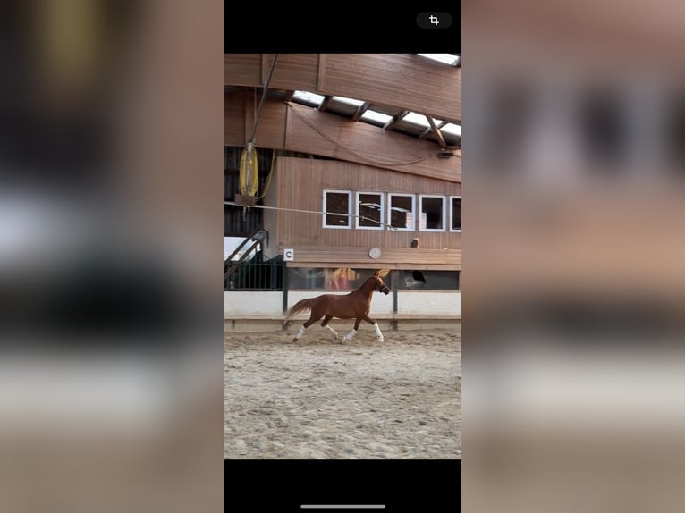 Deutsches Reitpony Stute 3 Jahre 144 cm Dunkelfuchs in Deinste