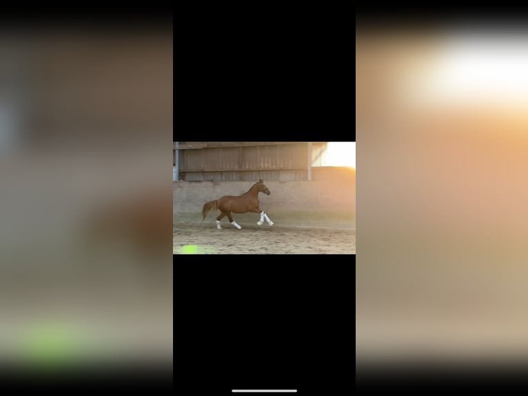 Deutsches Reitpony Stute 3 Jahre 144 cm Dunkelfuchs in Deinste
