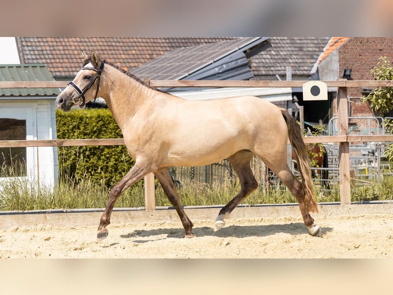 Deutsches Reitpony Stute 3 Jahre 144 cm Falbe in Waldfeucht