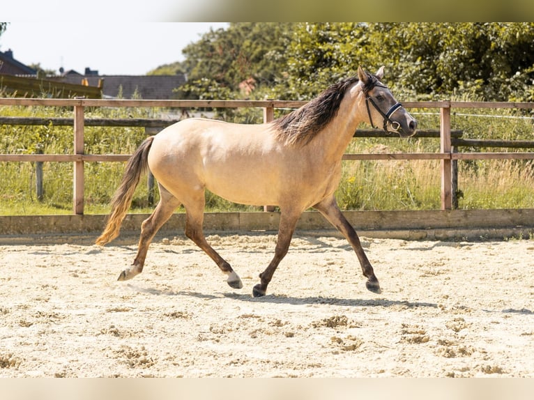 Deutsches Reitpony Stute 3 Jahre 144 cm Falbe in Waldfeucht