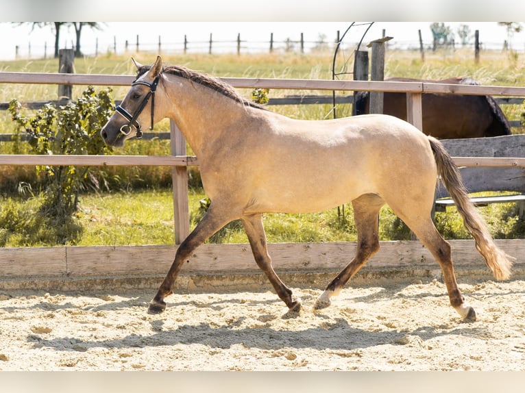 Deutsches Reitpony Stute 3 Jahre 144 cm Falbe in Waldfeucht