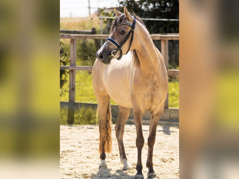 Deutsches Reitpony Stute 3 Jahre 144 cm Falbe in Waldfeucht