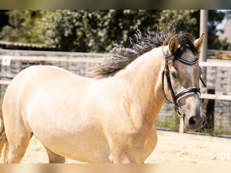 Deutsches Reitpony Stute 3 Jahre 144 cm Falbe in Waldfeucht