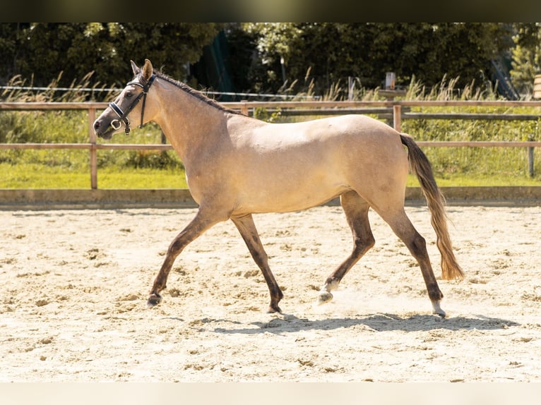 Deutsches Reitpony Stute 3 Jahre 144 cm Falbe in Waldfeucht