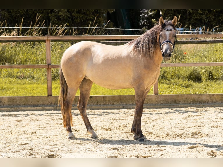 Deutsches Reitpony Stute 3 Jahre 144 cm Falbe in Waldfeucht