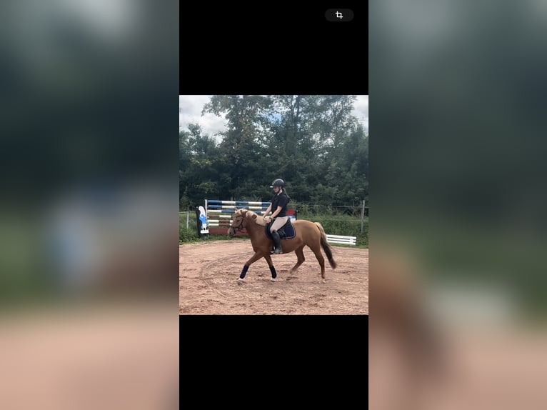 Deutsches Reitpony Mix Stute 3 Jahre 144 cm Fuchs in Burghaun