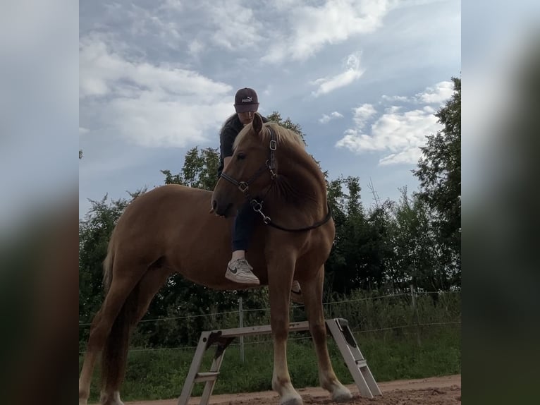 Deutsches Reitpony Mix Stute 3 Jahre 144 cm Fuchs in Burghaun