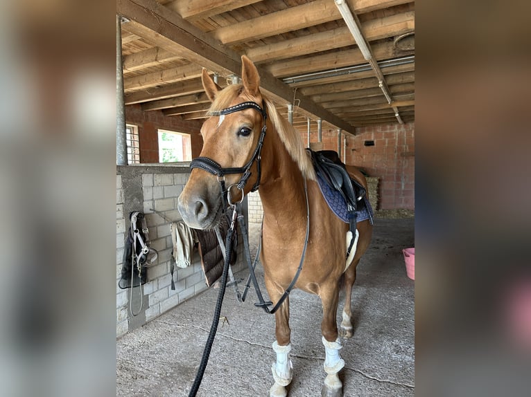 Deutsches Reitpony Mix Stute 3 Jahre 144 cm Fuchs in Burghaun