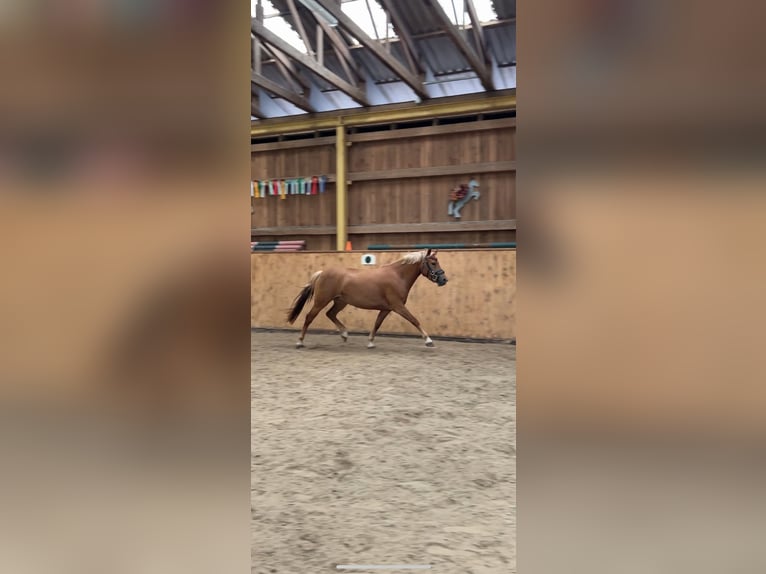 Deutsches Reitpony Mix Stute 3 Jahre 144 cm Fuchs in Burghaun