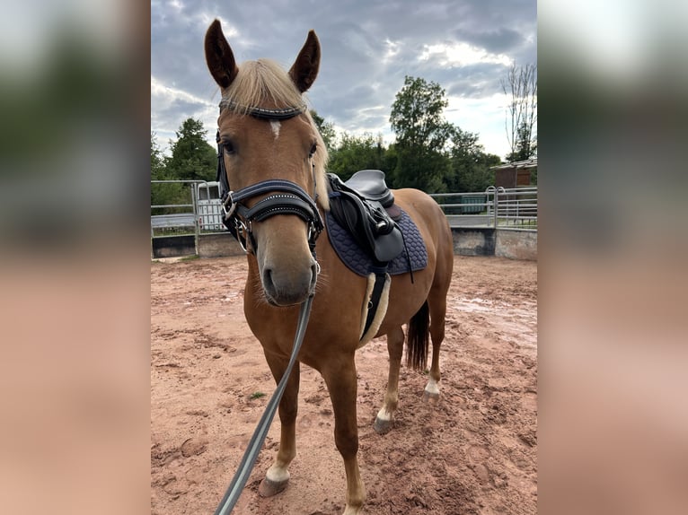 Deutsches Reitpony Mix Stute 3 Jahre 144 cm Fuchs in Burghaun