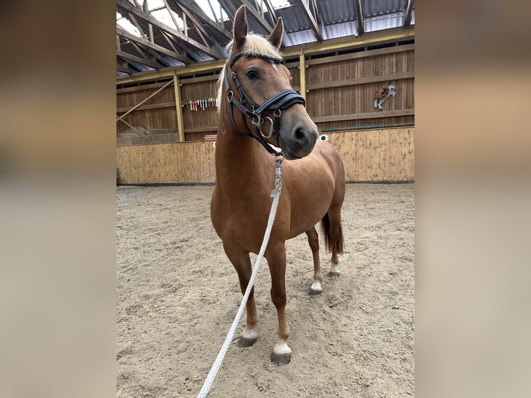 Deutsches Reitpony Mix Stute 3 Jahre 144 cm Fuchs in Burghaun