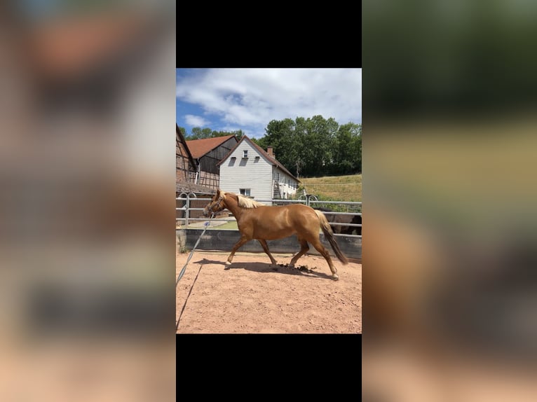 Deutsches Reitpony Mix Stute 3 Jahre 144 cm Fuchs in Burghaun