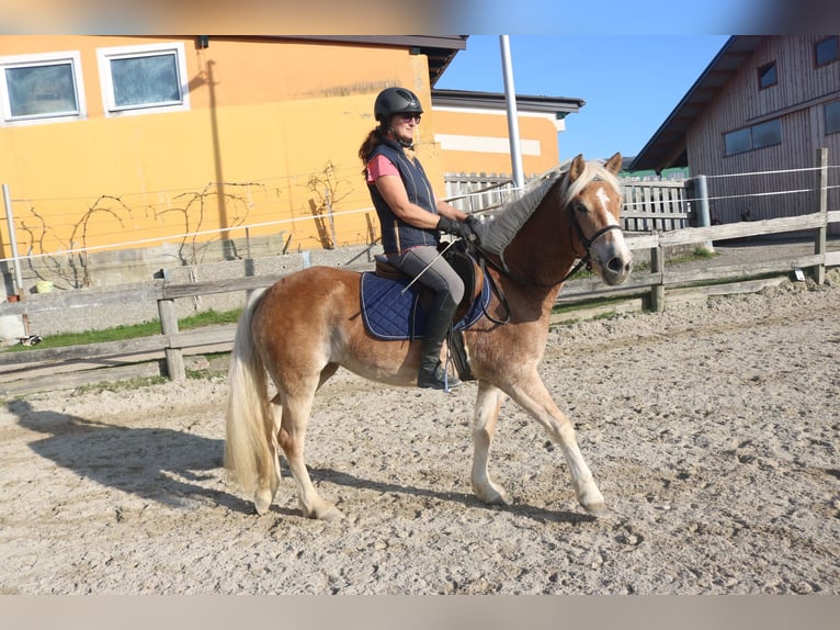 Deutsches Reitpony Stute 3 Jahre 144 cm Fuchs in Lochen