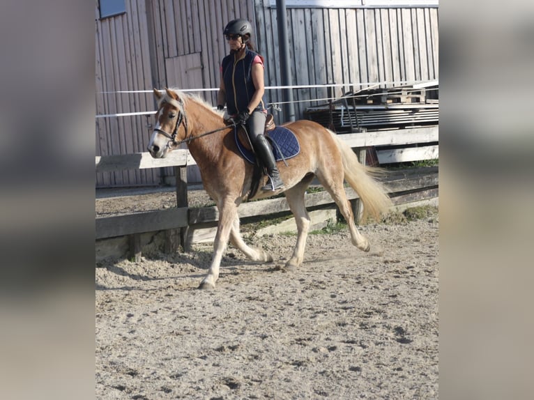 Deutsches Reitpony Stute 3 Jahre 144 cm Fuchs in Lochen