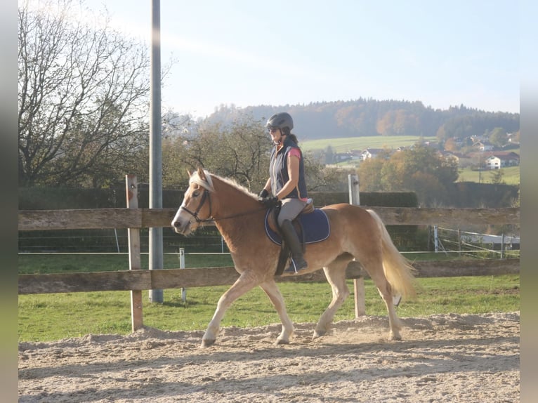 Deutsches Reitpony Stute 3 Jahre 144 cm Fuchs in Lochen