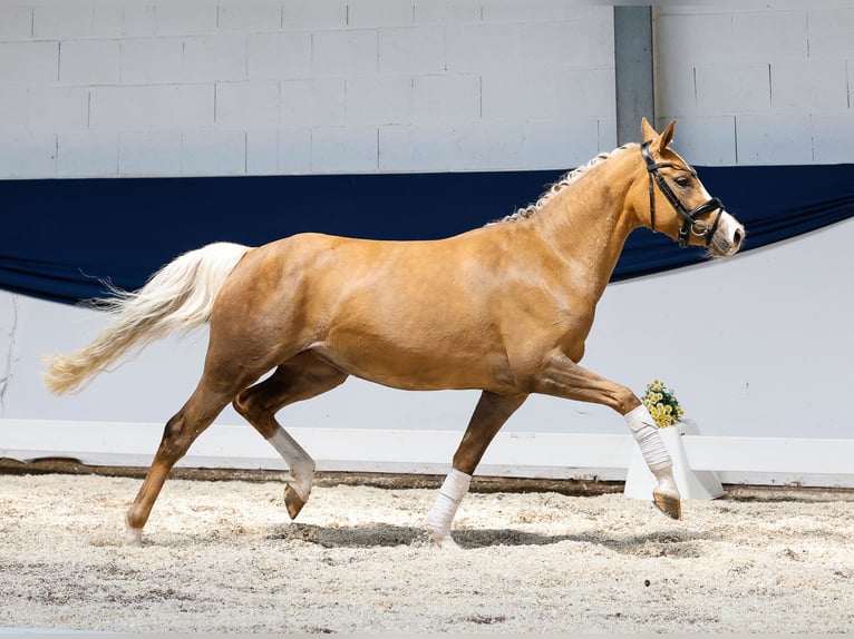 Deutsches Reitpony Stute 3 Jahre 144 cm Palomino in Marsberg